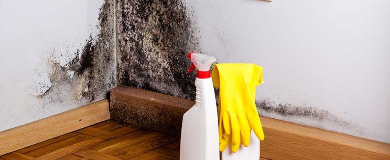 Mold Removal Fort Lauderdale